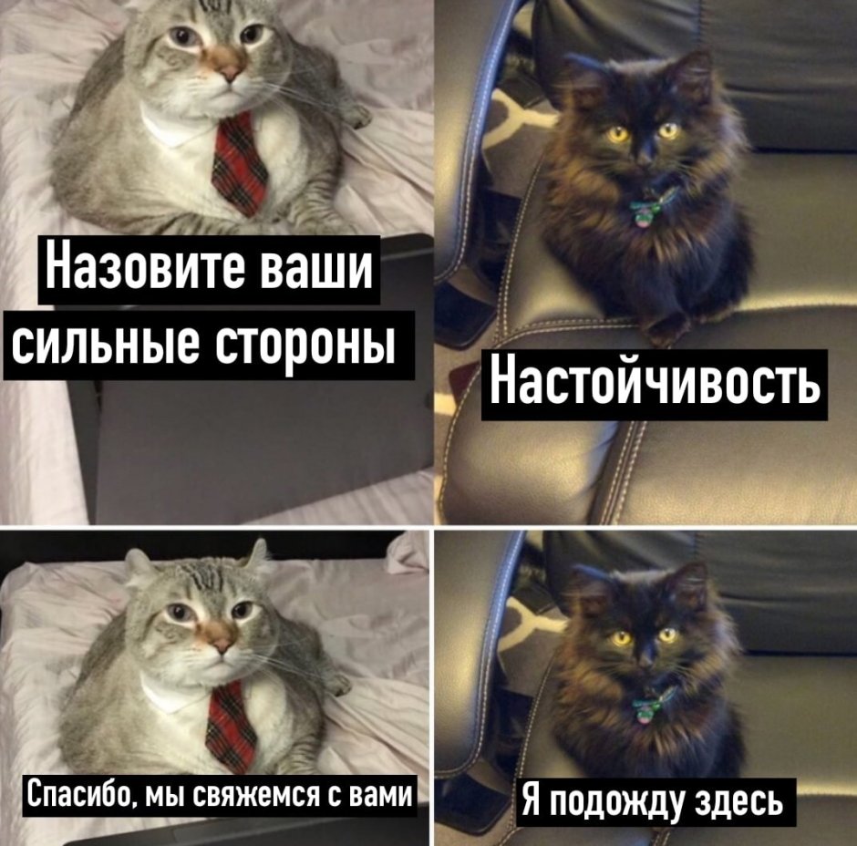 Кот показывает бицуху