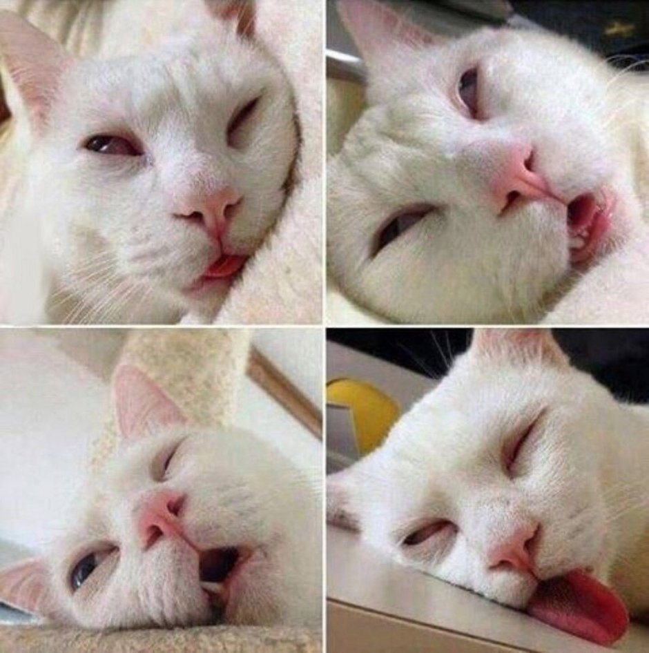 Котик хочет киску