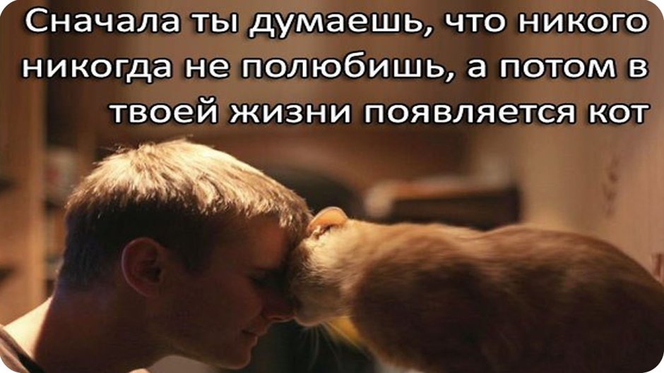 Многоглазый кот
