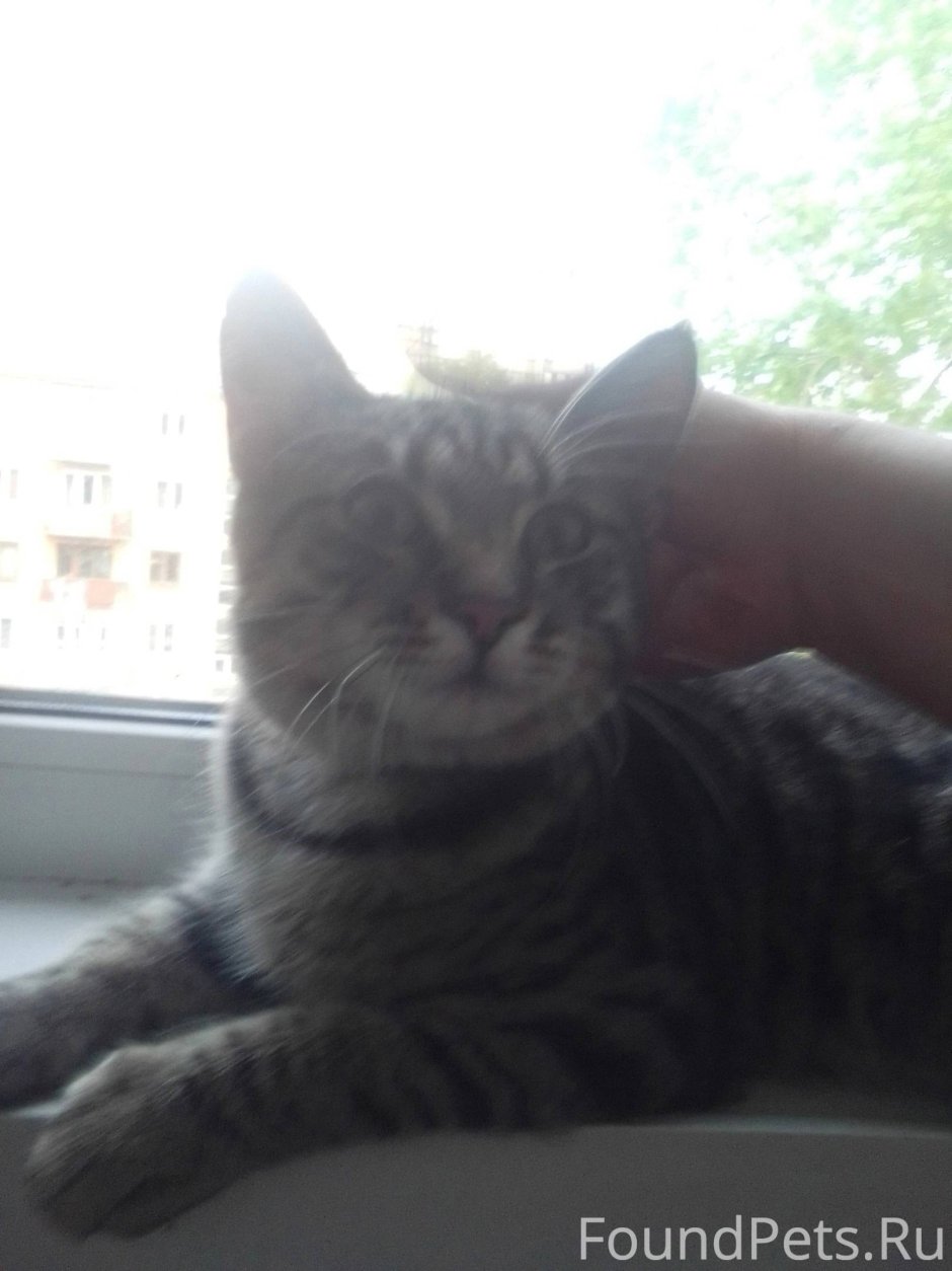 Кот из мемы