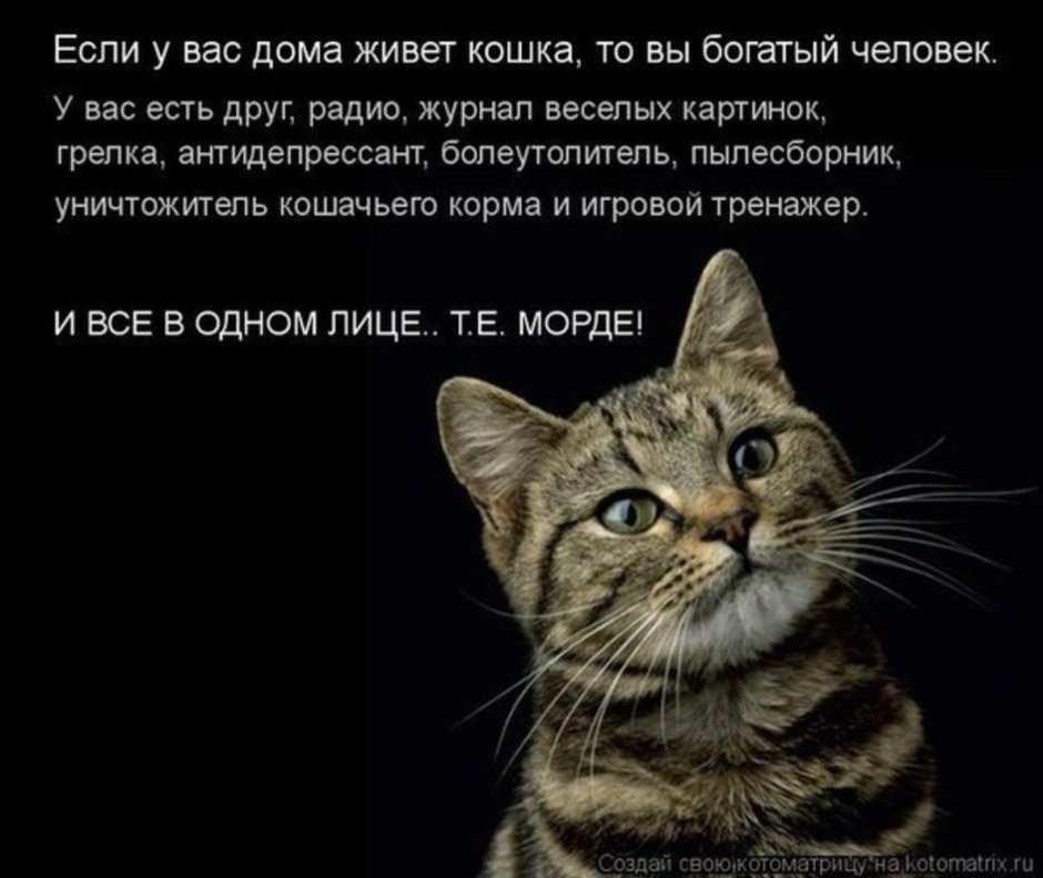 Мемы про кошаков