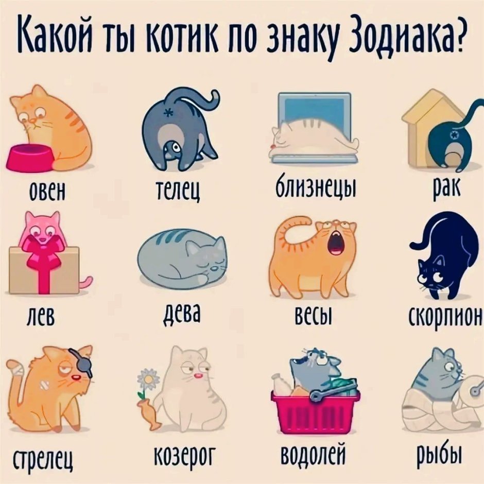 Голова кота