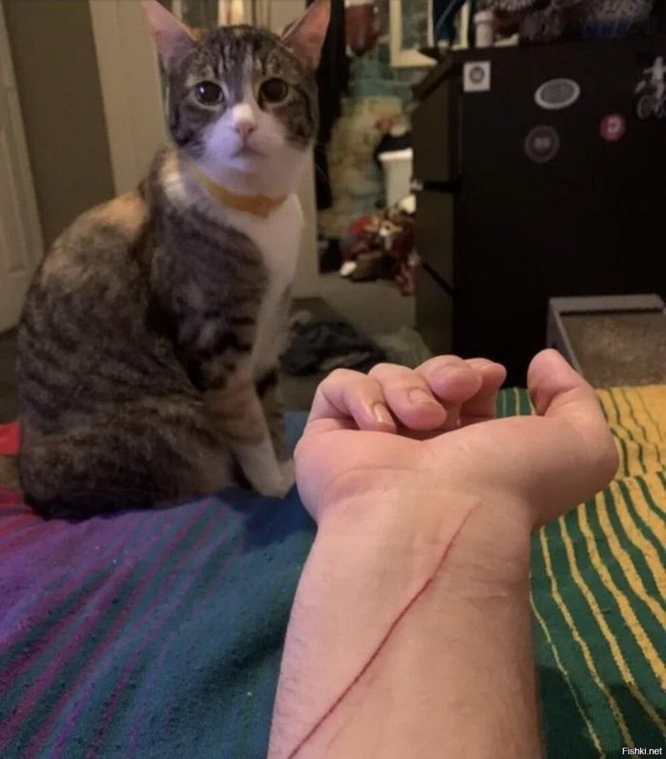 Коты банда