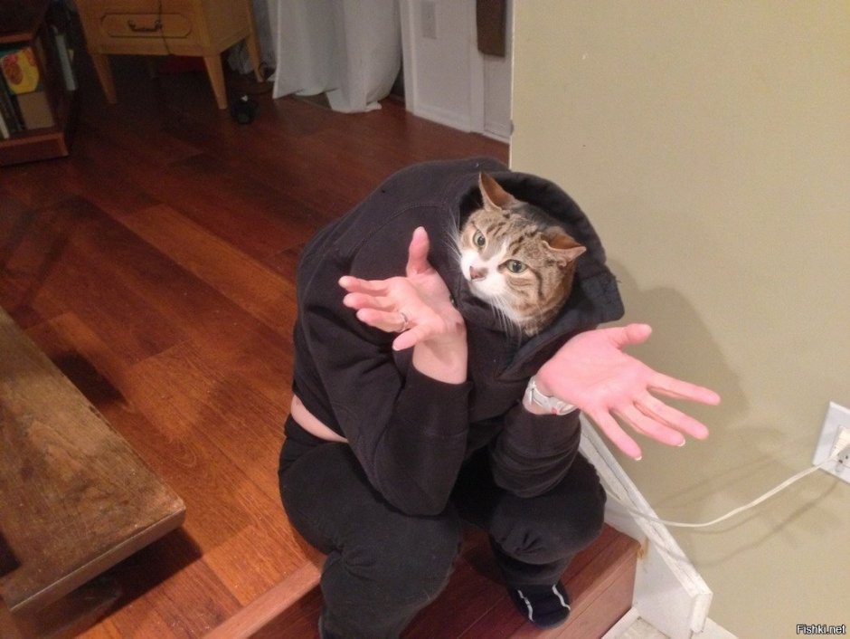 Котик в адидасе