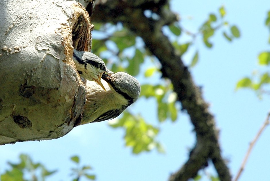 What animal Live in Tree Hollow