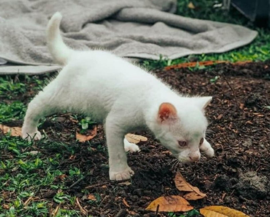 Вязаные Дикие кошки