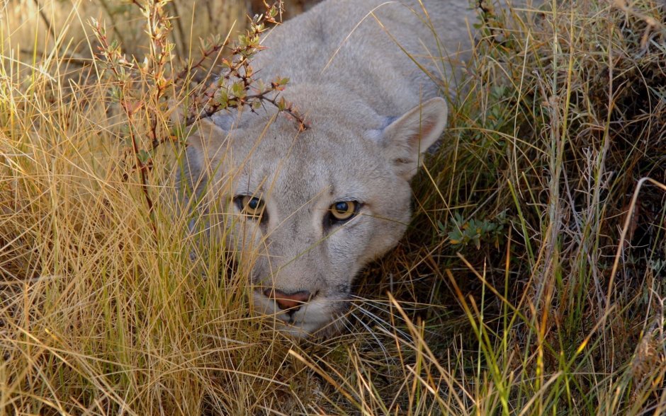 Puma concolor couguar