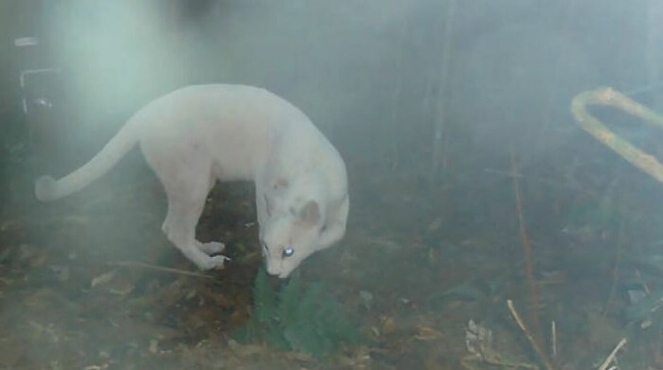 Белый Лев (2010)