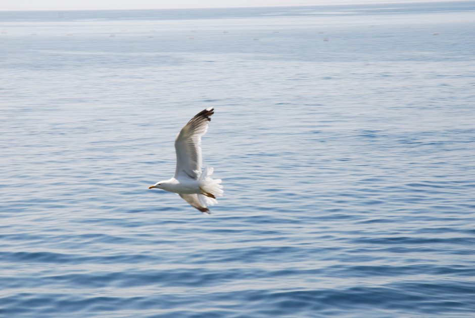 Морские птицы Средиземного моря