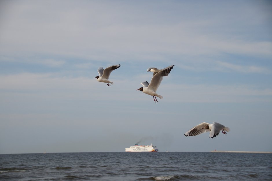 Балтийское море Кулик