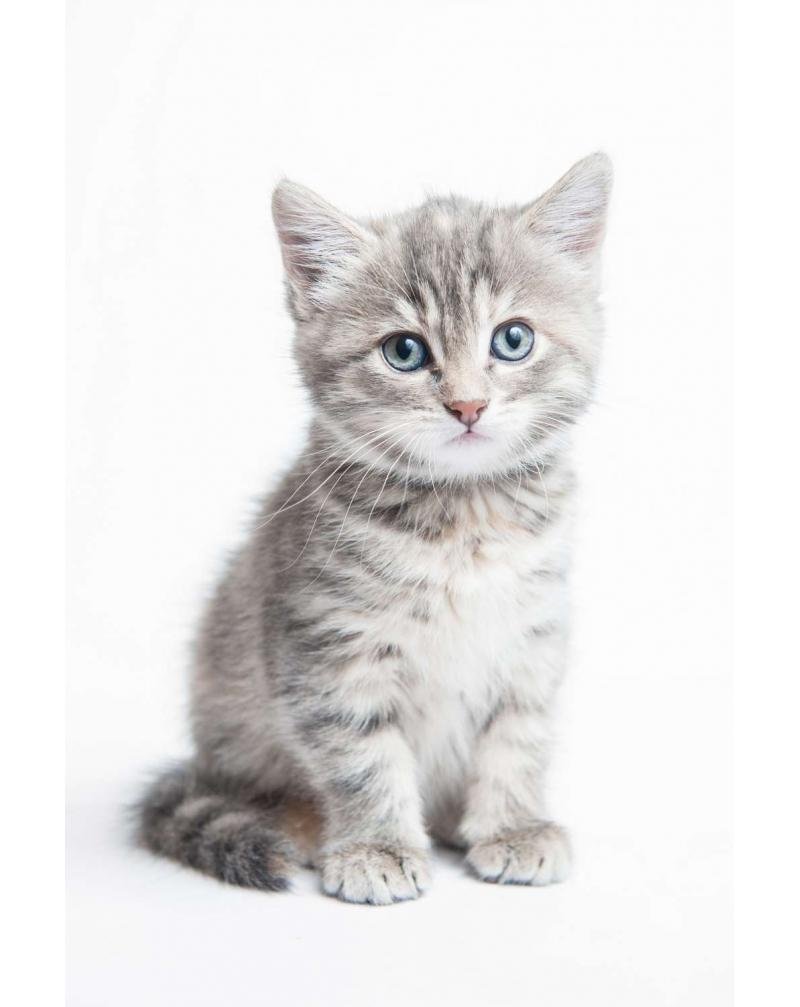 Кот домашний с полосками