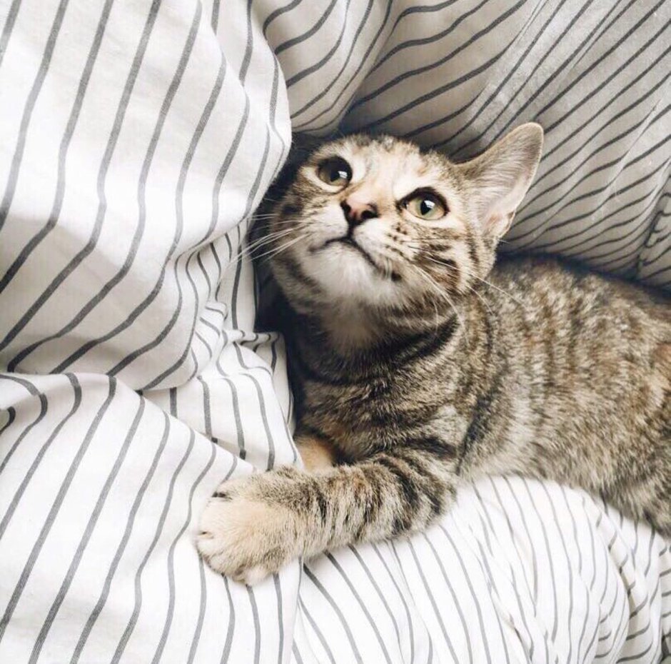 Котик с полосками