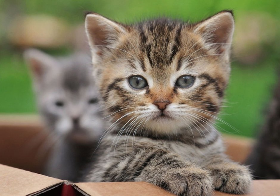 Табби макрель