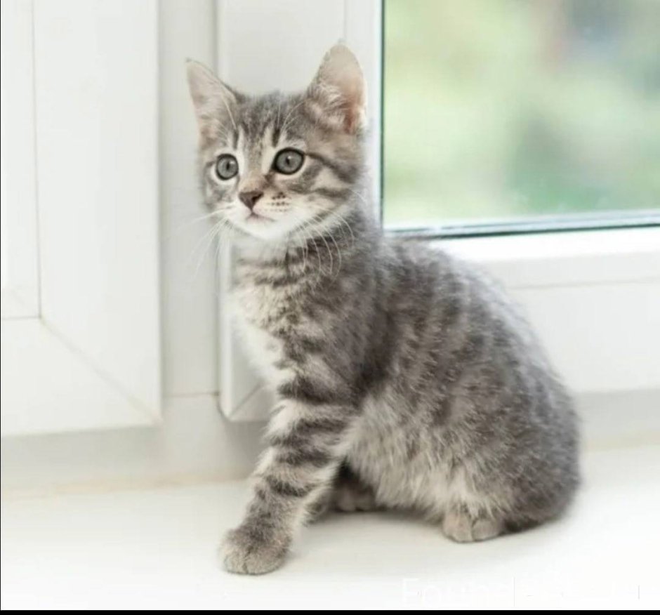 Британец дымчатый полосатый котенок