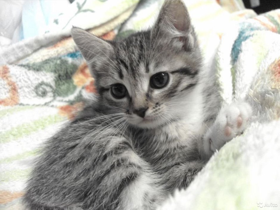 Котенок серо полосатый
