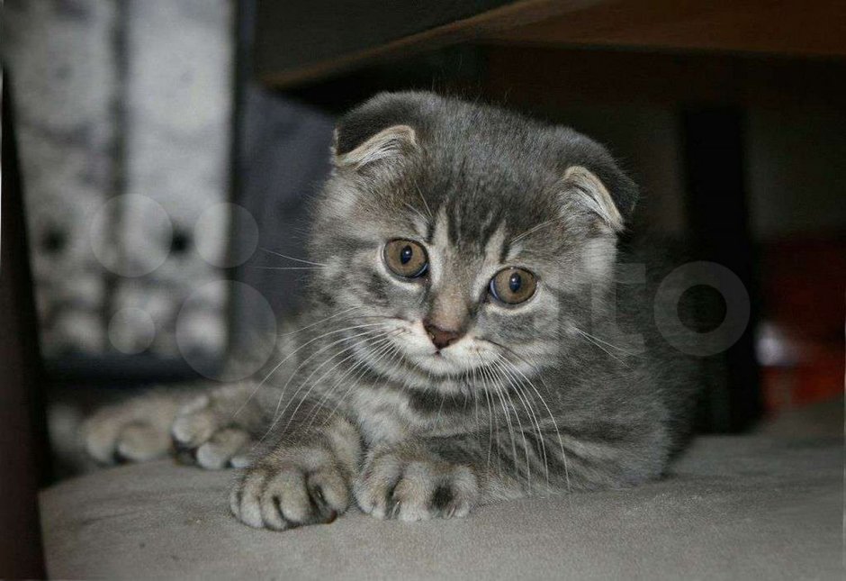 Серая полосатая кошка с черными подушками