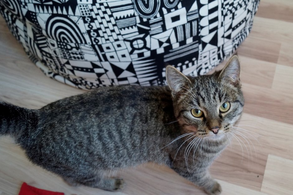 Порода кинкалоу