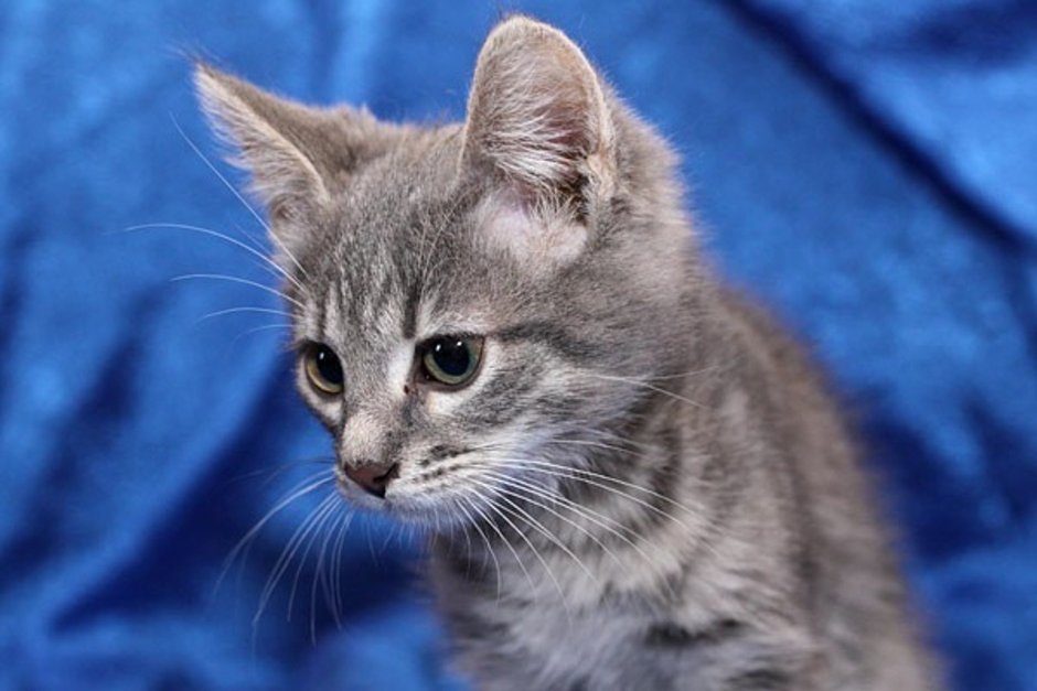 Белая кошка с серыми полосками