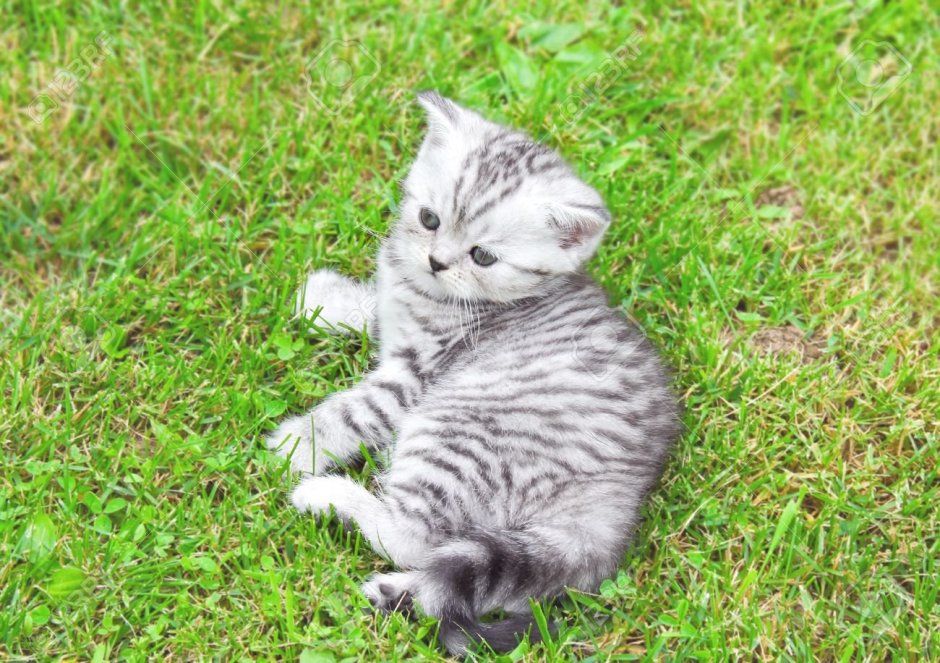 Котик с полосками