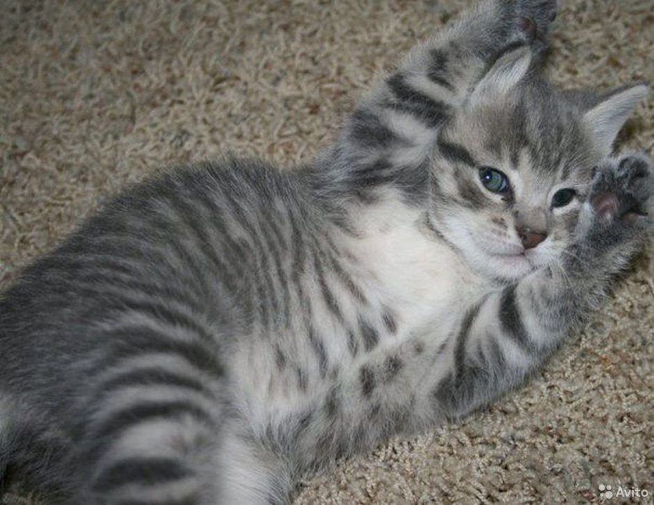 Серо-белый котёнок