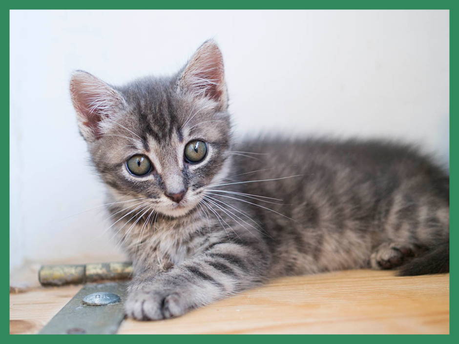 Серый тэбби