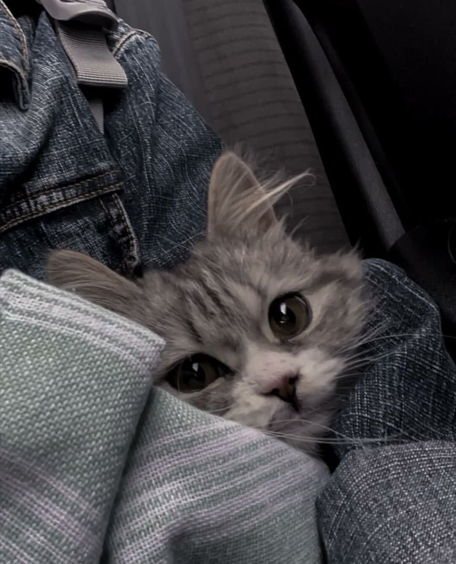 Скоттиш страйт полосатый серый