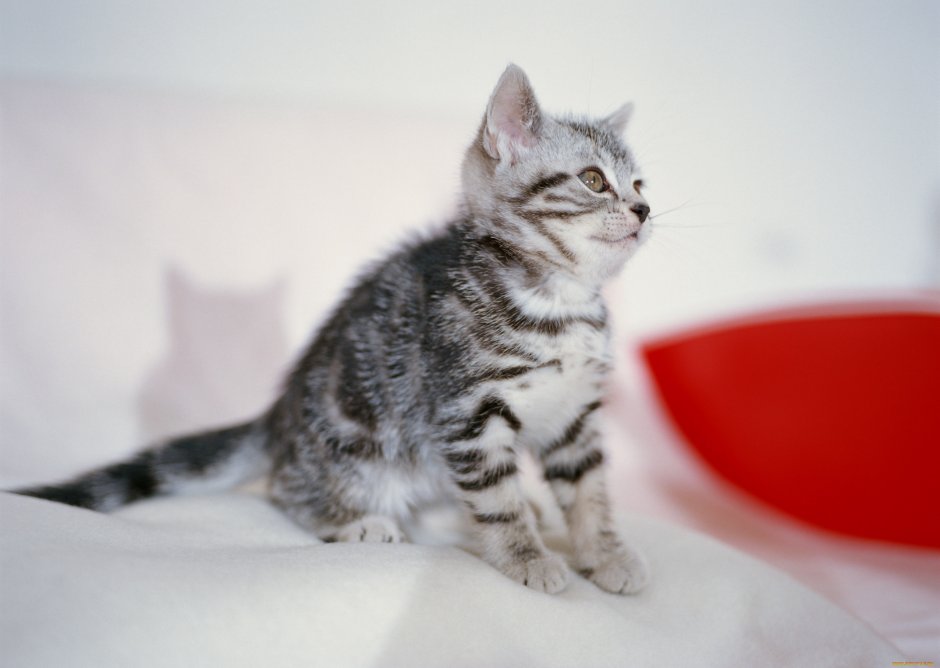 Кошка европейская короткошерстная серая полосатая