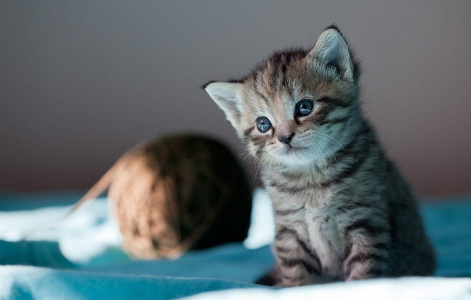 Самый красивый серый полосатый котенок