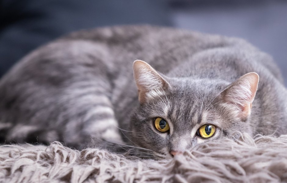 Бело серый котенок