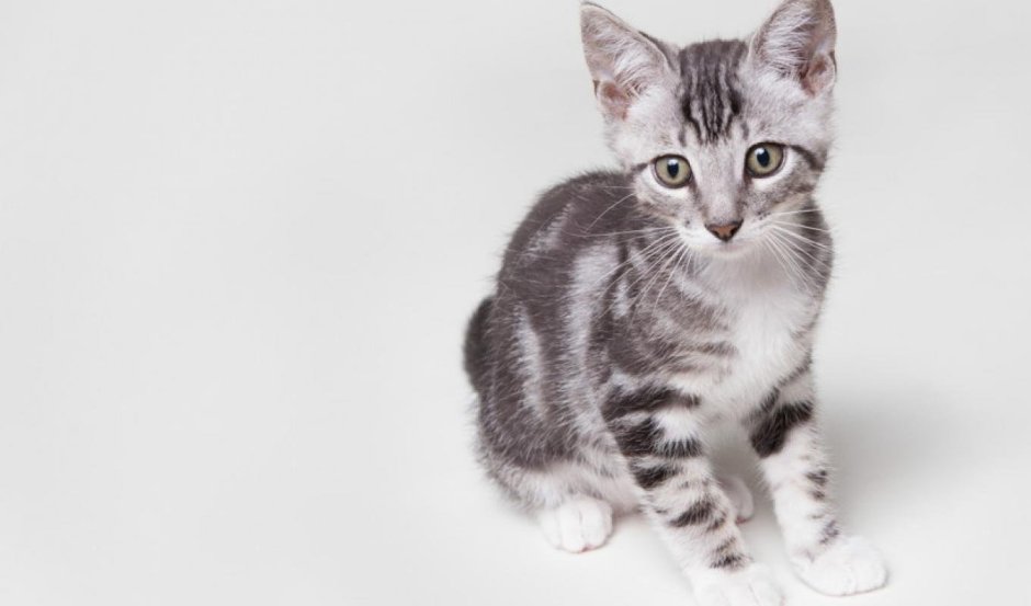 Котенок серо полосатый