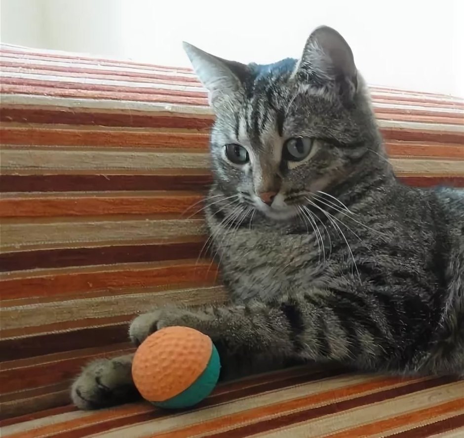 Обычные полосатые котята