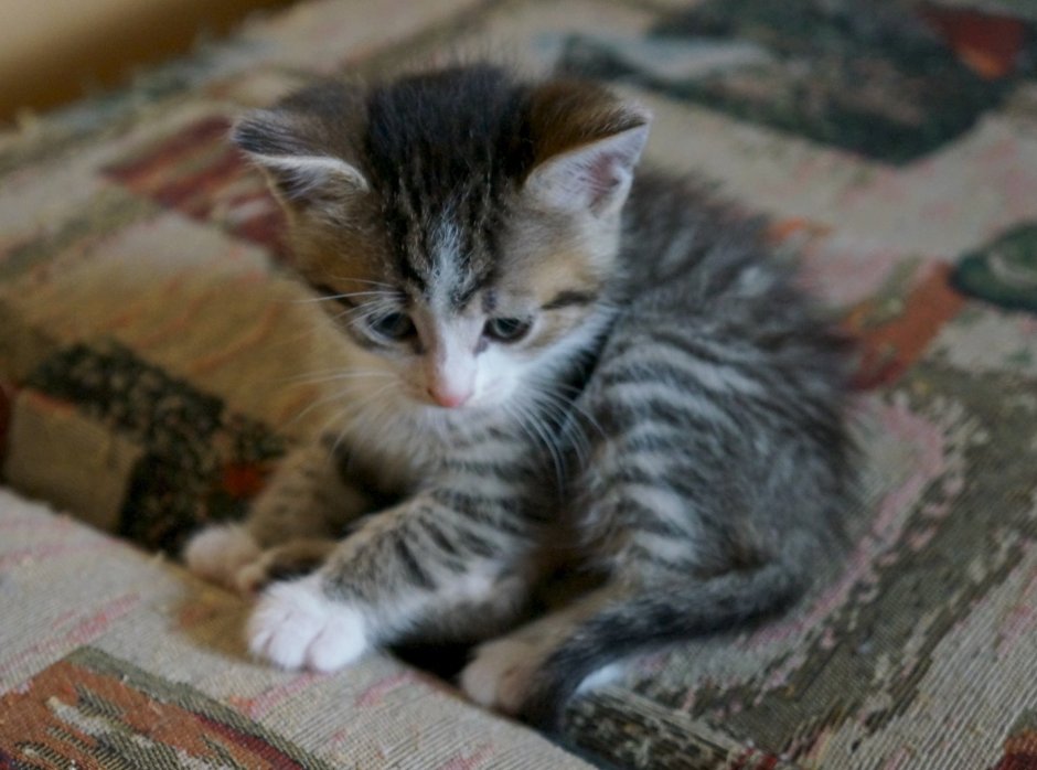 Бенгальский кот метис полосатый