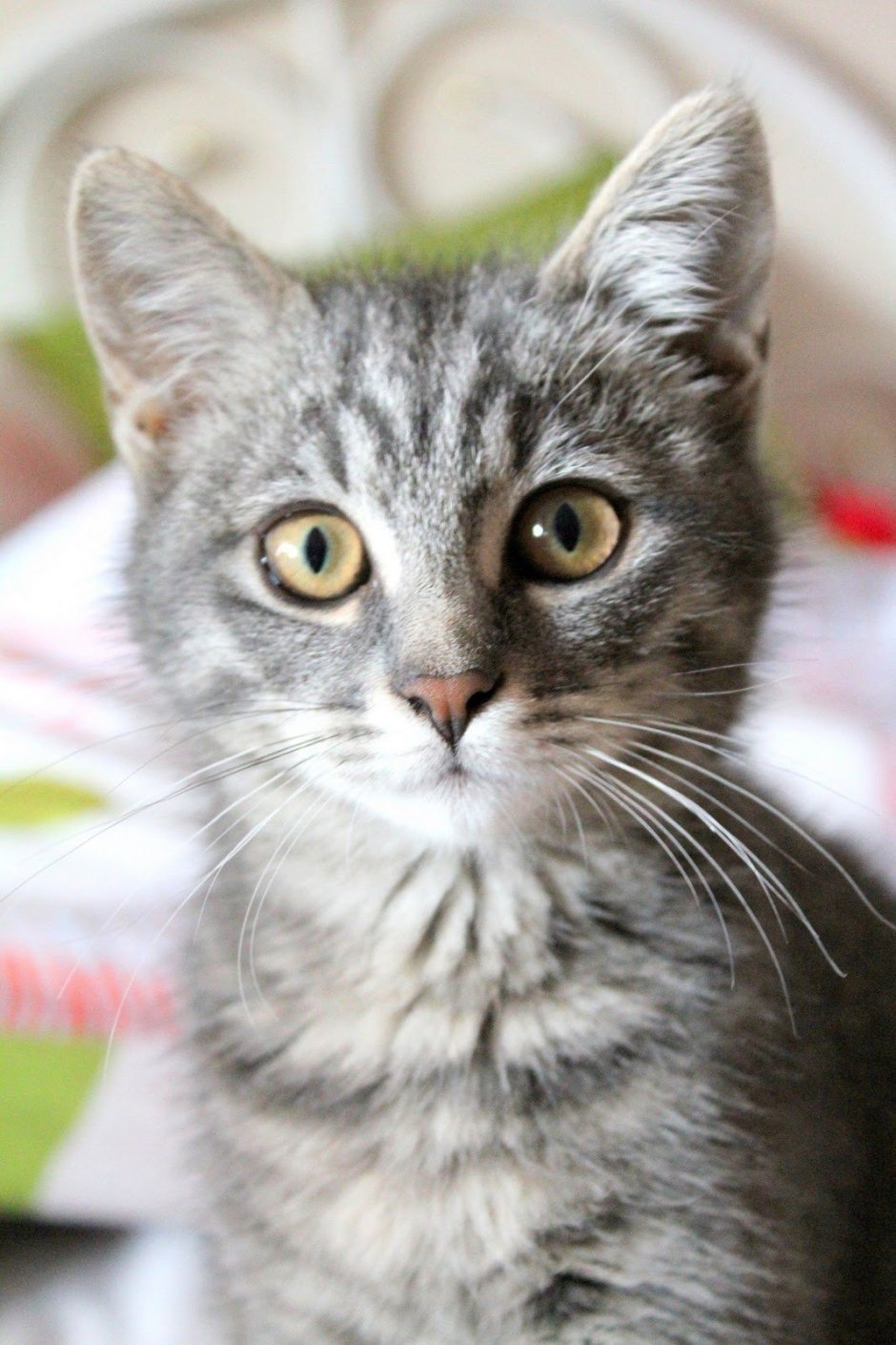 Табби макрель полосатый