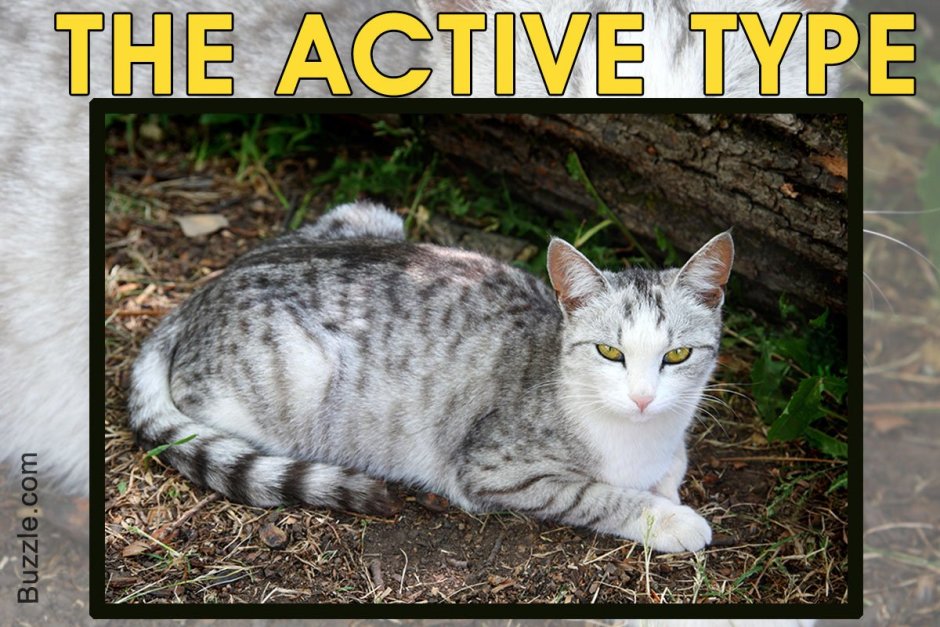 Сибирская кошка короткошерстная котенок