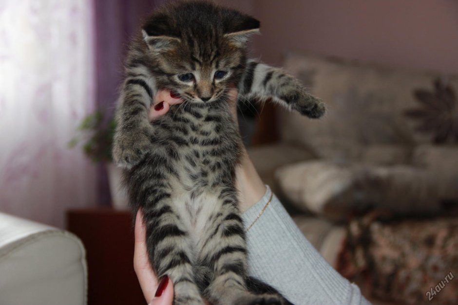 Анатолийский кот серый