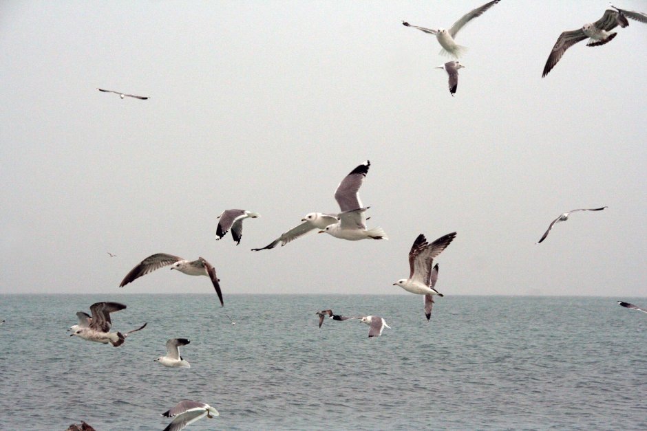 Альбатрос черное море