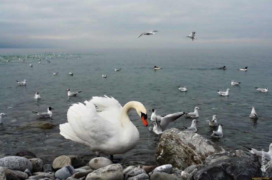 Лебеди на Каспийском море