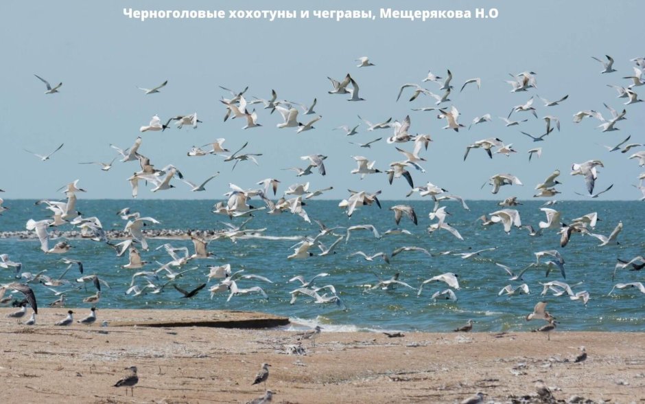 Чайки, корабль и море