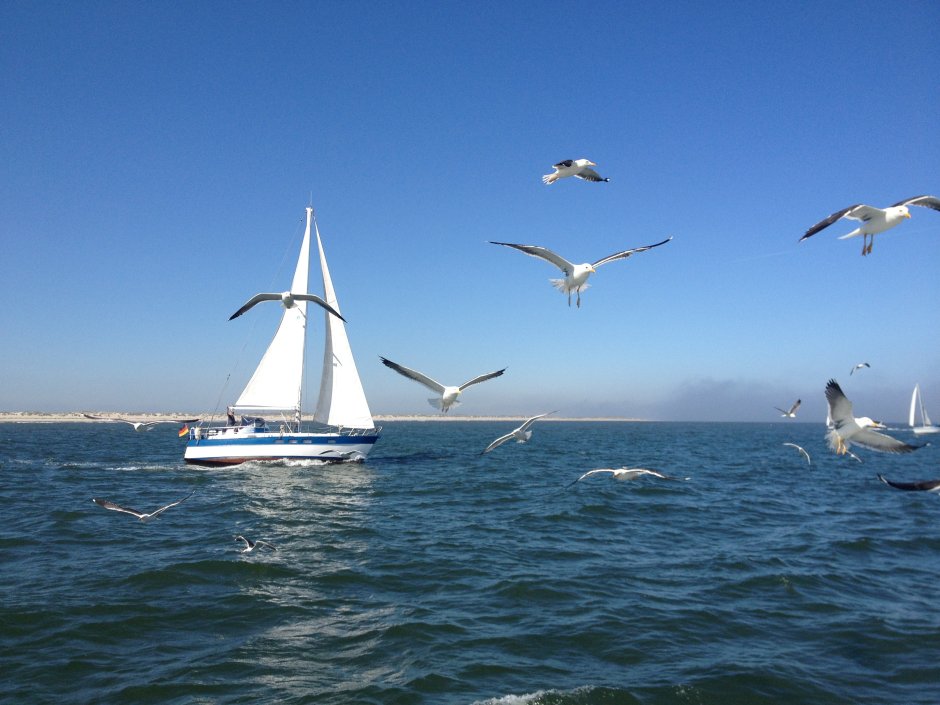 Море Чайка