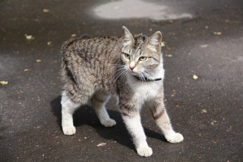 Ground Cat