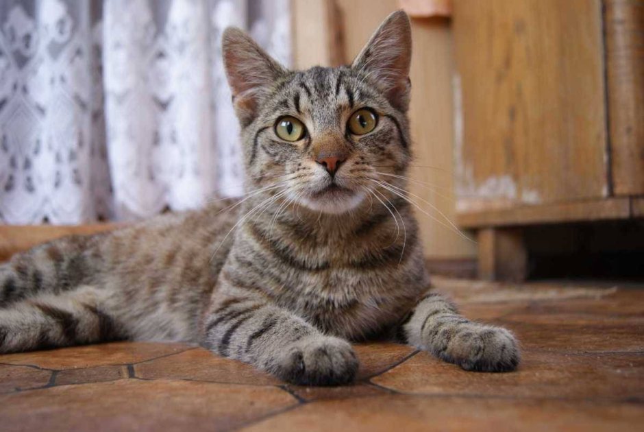 Кошки дворняжки