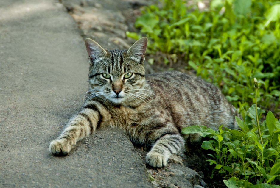 Кошки дворняжки Эстетика