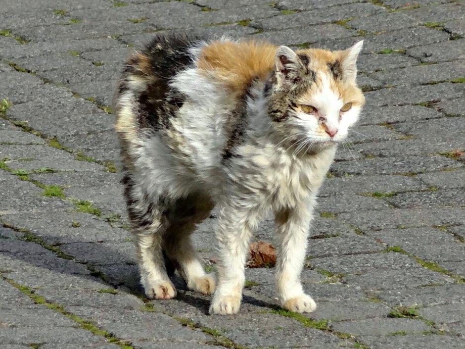 Чисто черный котенок