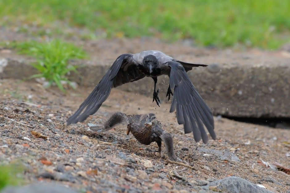 Corvus frugilegus птенцы