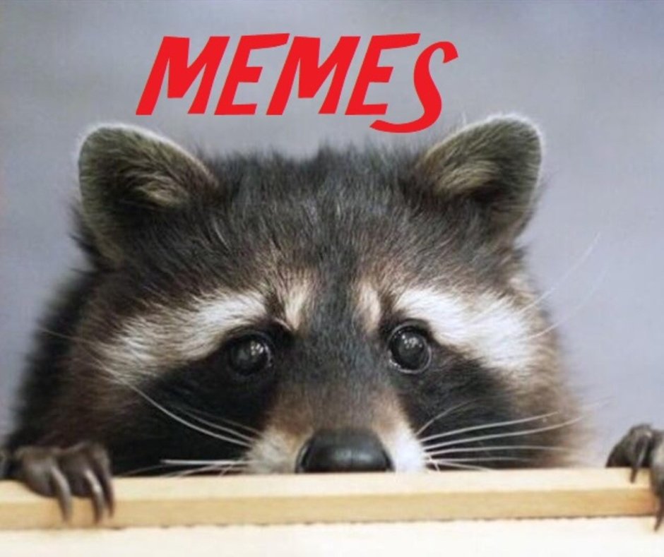 Скучающий енот
