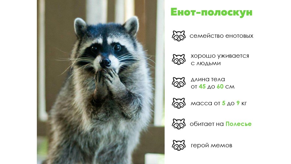 Дом енота Сергиев Посад