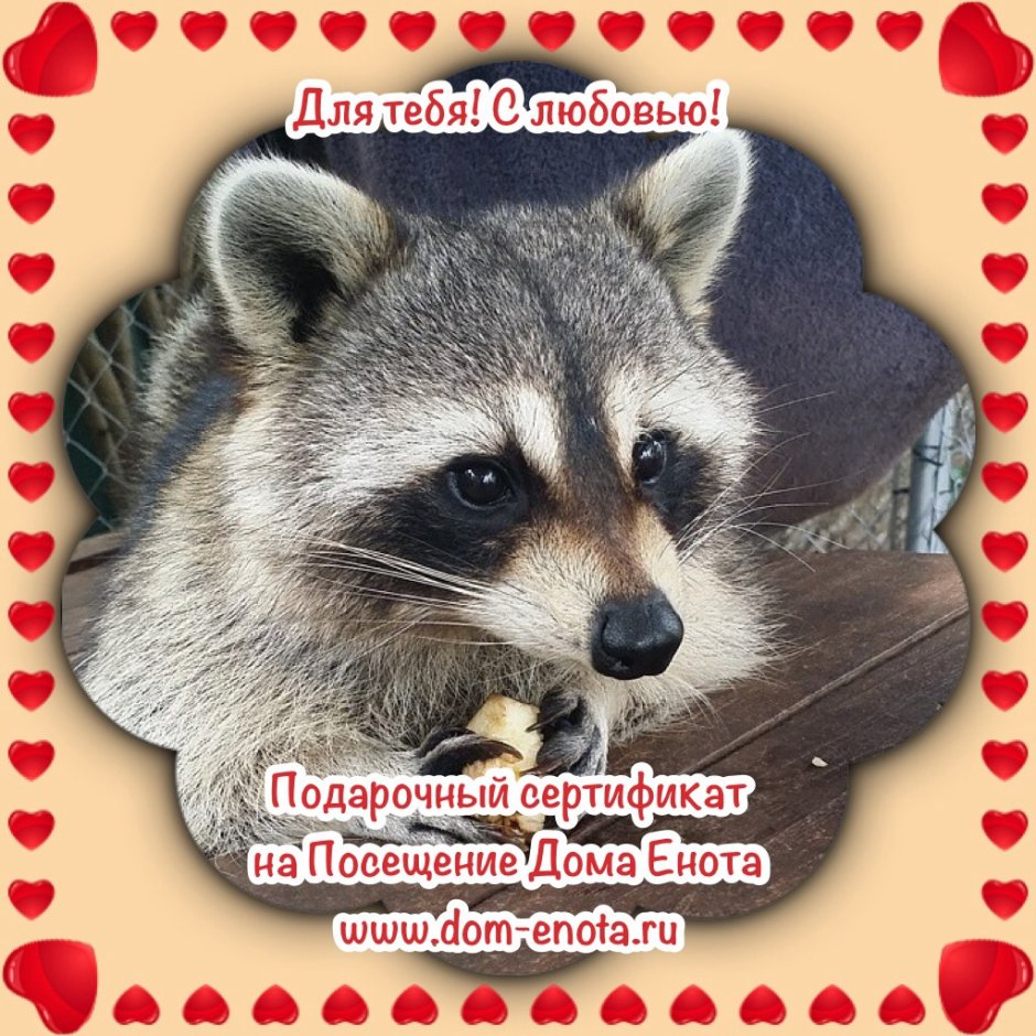 Панда и енот