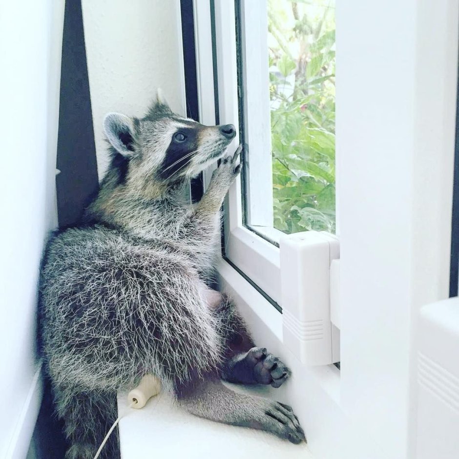 Енот за окном