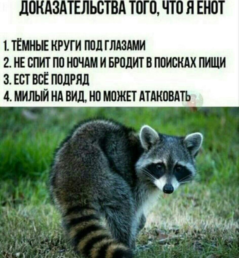 Енот Енотыч
