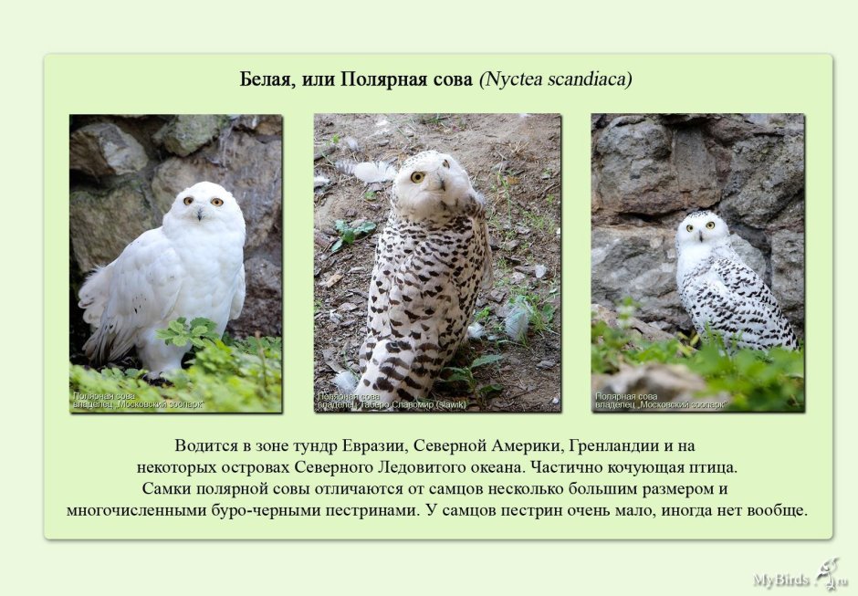 Филин яйца
